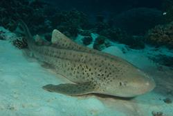 Gan Island Dive Centre - Maldives.